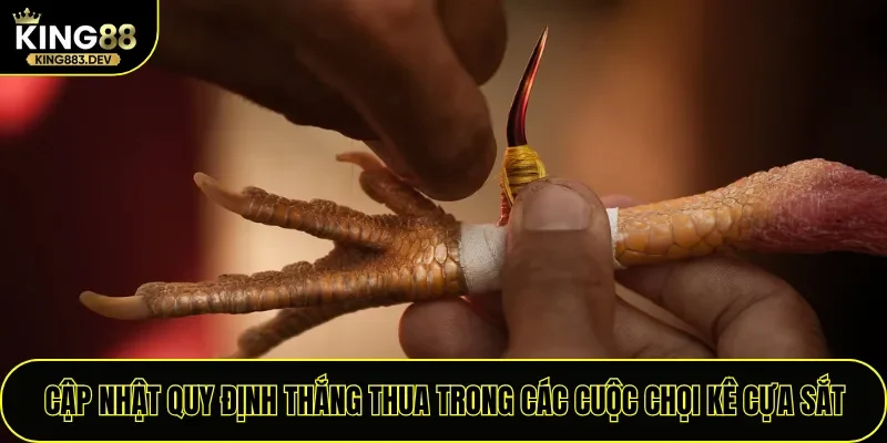 Cập nhật quy định thắng thua trong các cuộc chọi kê cựa sắt