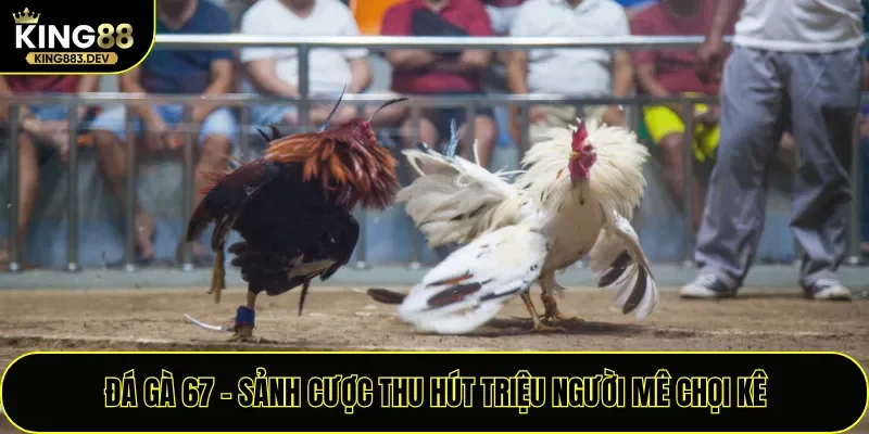 Đá Gà 67