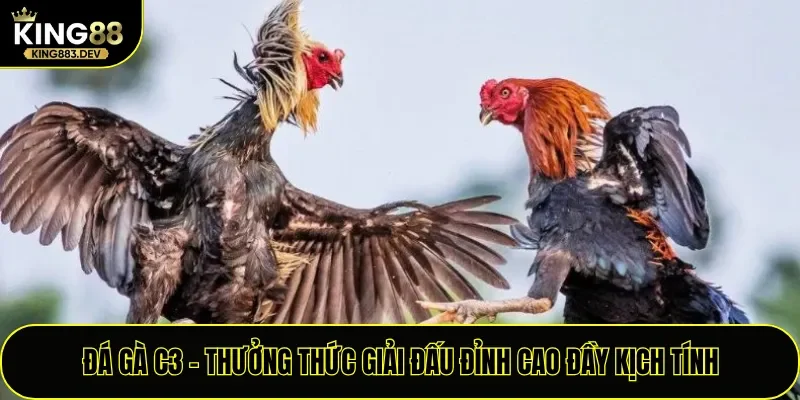 Đá Gà C3