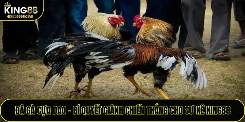Đá Gà Cựa Dao