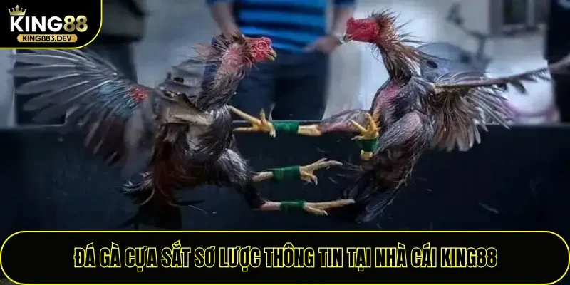 Đá gà cựa sắt sơ lược thông tin tại nhà cái King88