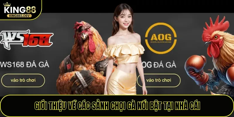Giới thiệu về các sảnh chọi gà nổi bật tại nhà cái