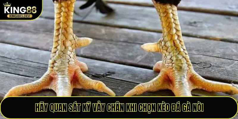 Hãy quan sát kỹ vảy chân khi chọn kèo đá gà nòi
