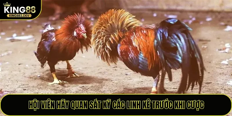 Hội viên hãy quan sát kỹ các linh kê trước khi cược