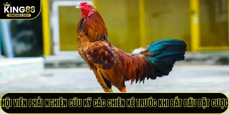 Hội viên phải nghiên cứu kỹ các chiên kê trước khi bắt đầu đặt cược