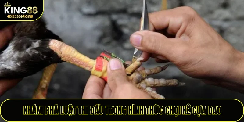 Khám phá luật thi đấu trong hình thức chọi kê cựa dao
