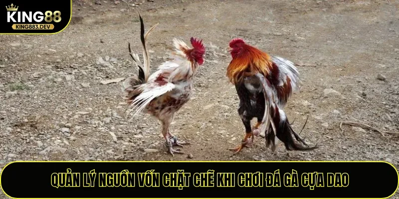 Quản lý nguồn vốn chặt chẽ khi chơi đá gà cựa dao