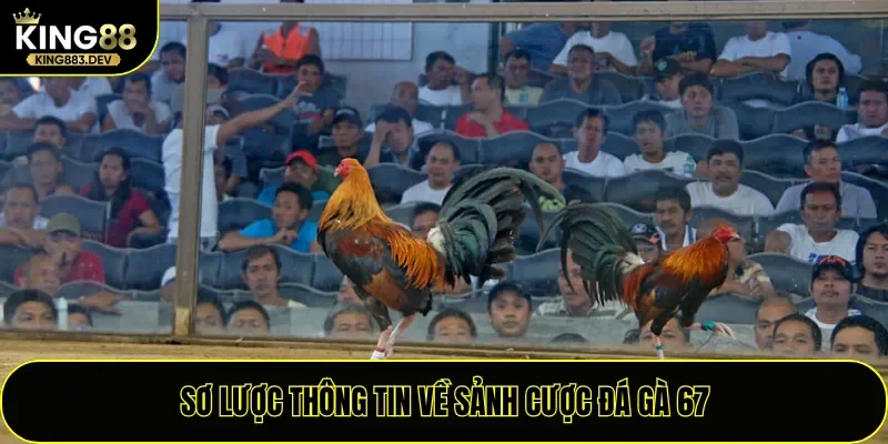 Sơ lược thông tin về sảnh cược đá gà 67