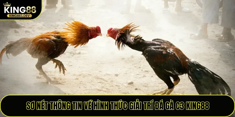 Sơ nét thông tin về hình thức giải trí đá gà C3 King88